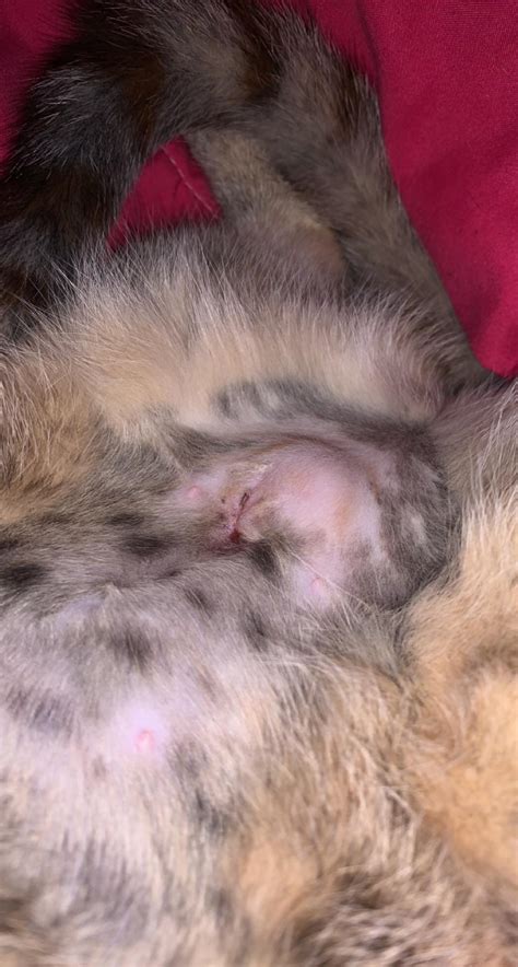 seroma cat|Cat Lumps After Spay or Neutering: Potential Hernia。